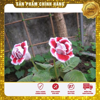 Hạt giống Hoa Tử La Lan - 5 Hạt