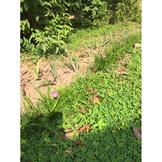 hoa huệ mưa 10 củ