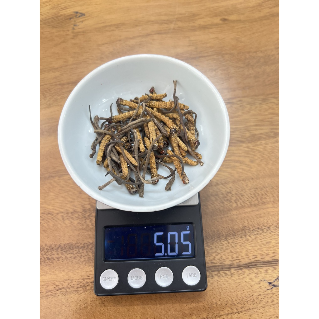 ĐÔNG TRÙNG HẠ THẢO MẮT ĐỎ THIÊN NHIÊN NÚI TUYẾT BHUTAN - 5GRAM SIZE GẪY