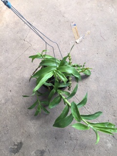 Phong lan Trúc phật bà