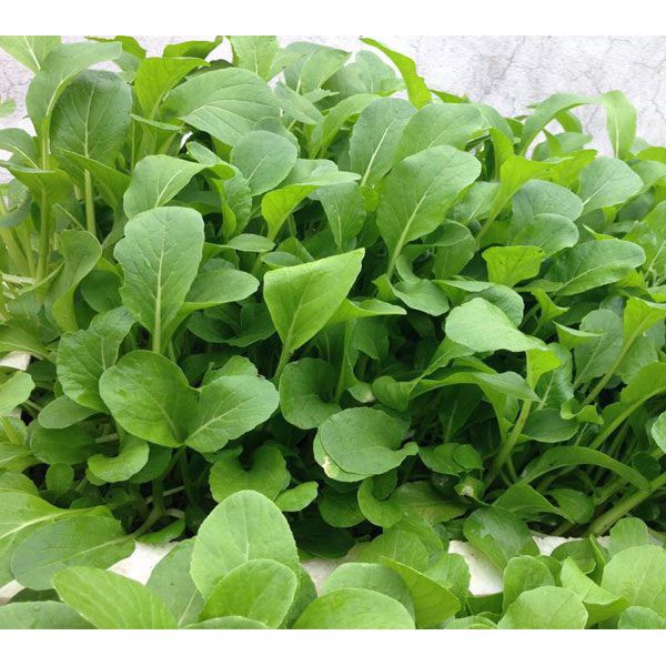 Bán buôn Hạt giống cải ngọt ăn non LUCKY SEEDS bao đẹp