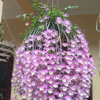 LAN THIÊN CUNG LỮ BỐ