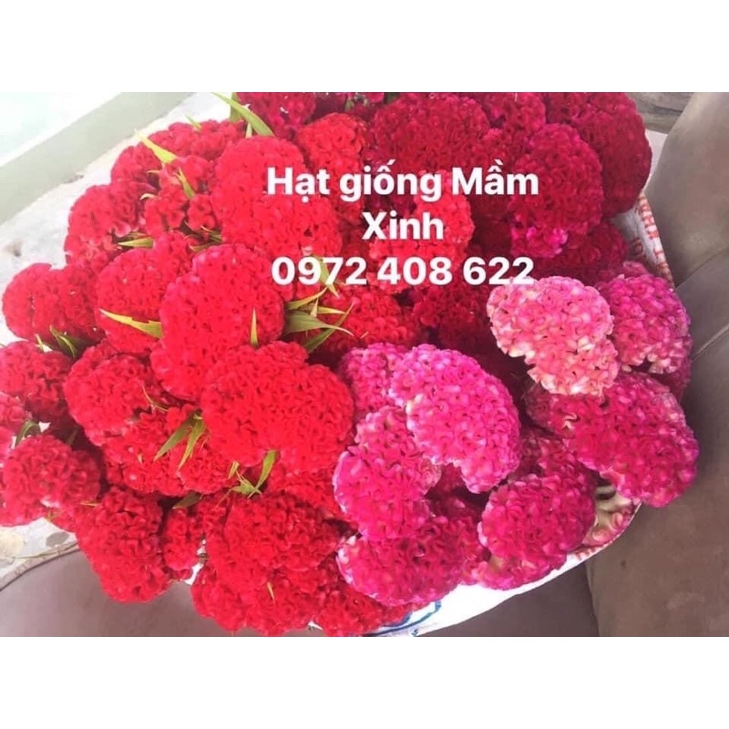 500 hạt giống hoa mào gà búa- Ảnh thật nảy mầm 100%