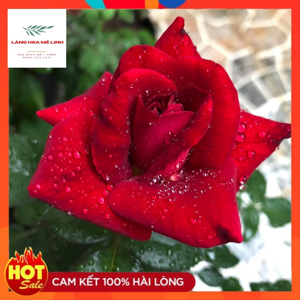 Hoa Hồng Ngoại DARK Night Rose[ KỴ SỸ BÓNG ĐÊM ] - Đẹp, độc, lạ Màu đỏ thẫm, phần cuối màu đen -đỏ - thơm dịu nhẹ.