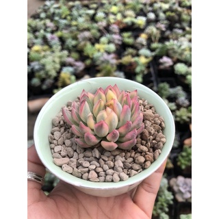 Sen đá Viền Hồng Var 4cm