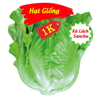 Deal 1k - 100 hạt giống xà lách sanchu - tập trồng rau tại nhà