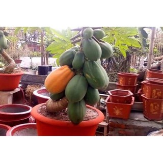 Hạt giống Đu đủ siêu ngọt