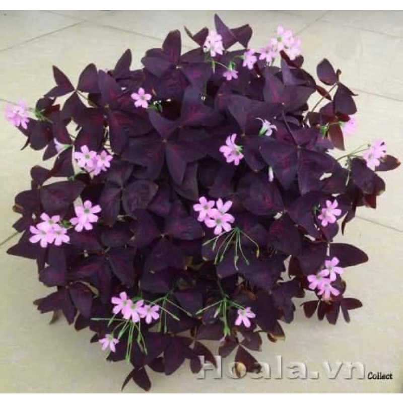 Củ hoa bướm đêm siêu dễ trồng - Nữ hoàng bóng đêm