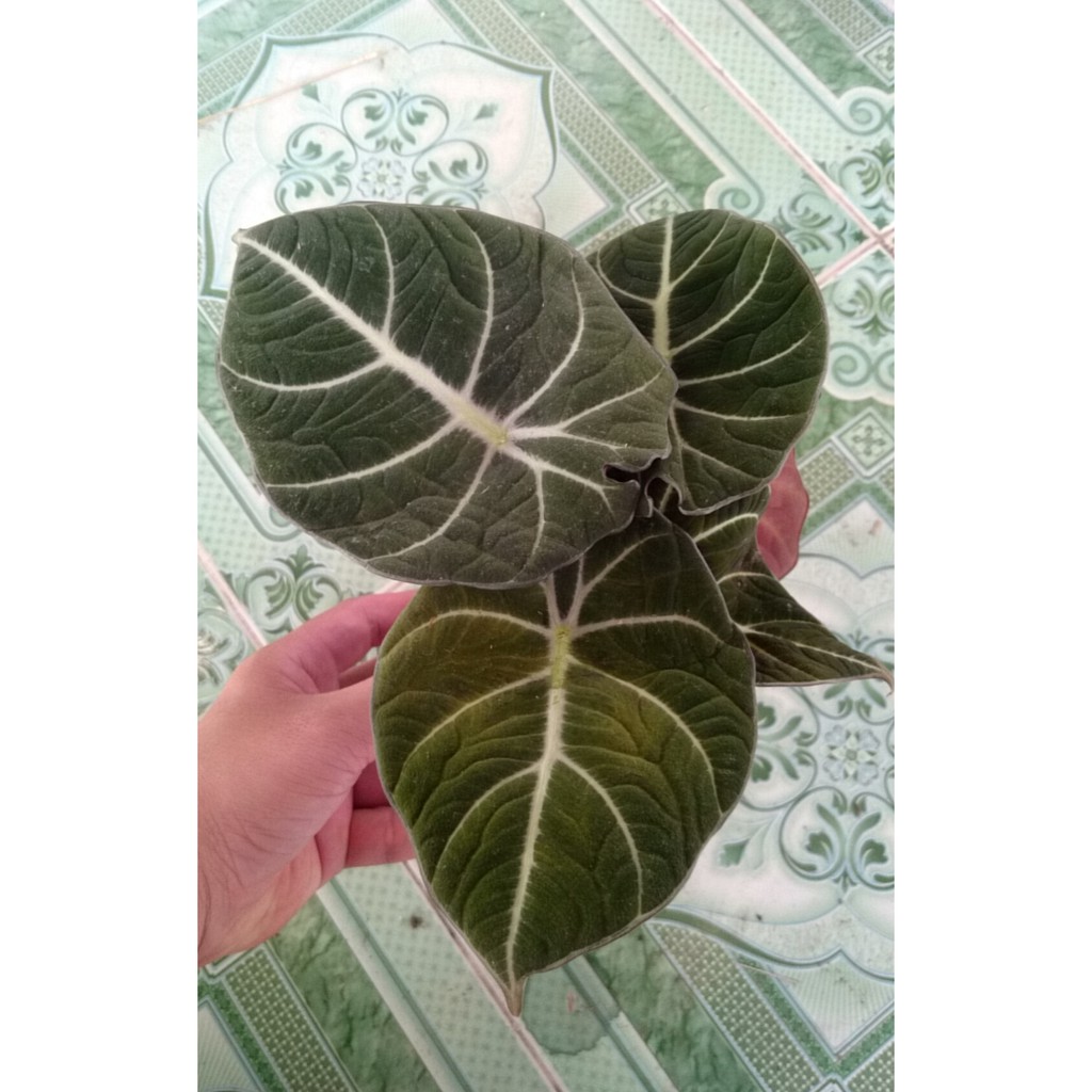 Môn Đen Lá Nhung ( Hắc Thiên Nga ) Alocasia Black Velvet (Little Queen Alocasia) - Cây cảnh mini để bàn