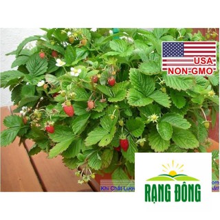 20h Hạt Giống Dâu Tây Mỹ Alexandria (B3.404 | A1)  LUYKYSEEDVN