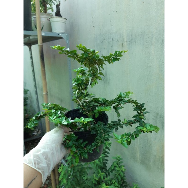 Cây kim quýt THÁI bonsai