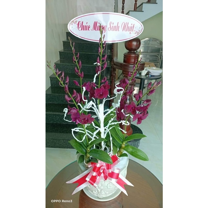 Hoa Lan Pommadua đỏ