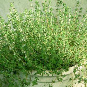 Hạt giống cỏ xạ hương 100 hạt
