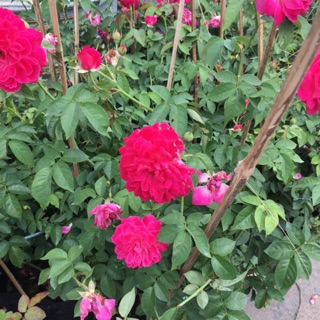 Hồng leo tường vi