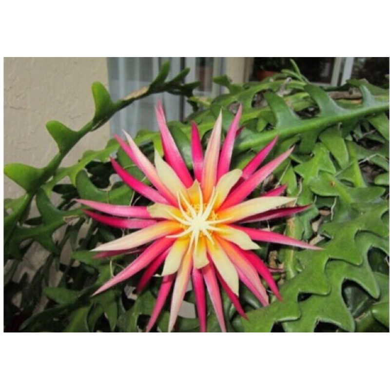 Cây Quỳnh đỏ Mexico - cây quỳnh xương cá