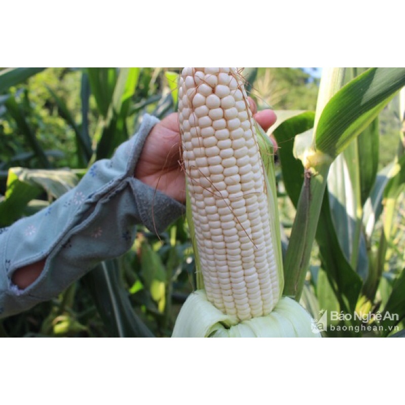 Ngô nếp, bắp nếp phơi khô 1kg LOAI ĐẸP dùng làm xôi bắp