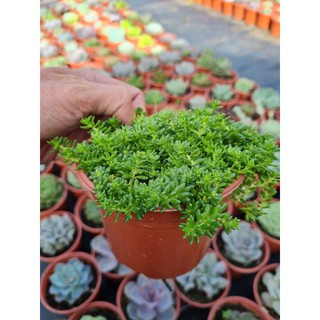 Sen đá sedum xanh (size trung)
