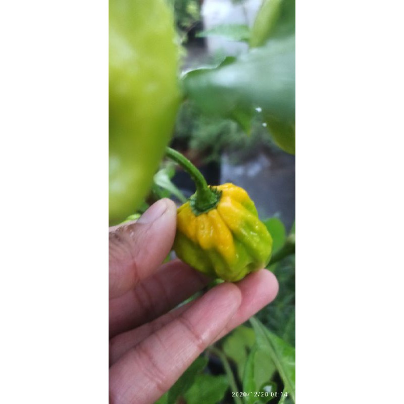 hạt ớt HABANERO VÀNG ( LEMON HABANERO)