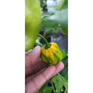 5 hạt ớt HABANERO VÀNG ( LEMON HABANERO)