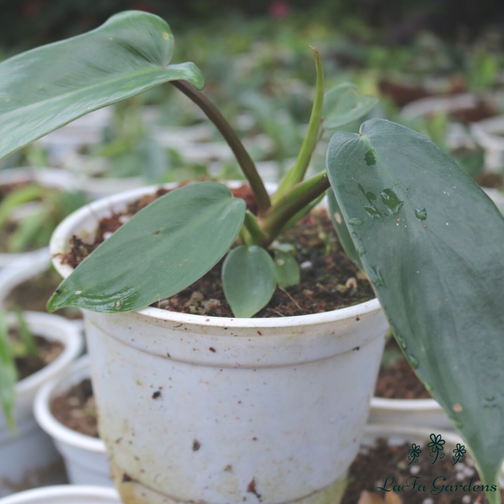 Cây kiểng lá cấy mô LAFA GARDEN chuẩn giống kiểng lá Nam Mỹ