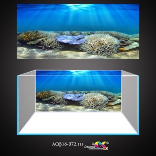 Tranh 3D dán bể cá mẫu san hô tuyệt đẹp, có keo sẵn trên bề mặt, đa dạng kích thước