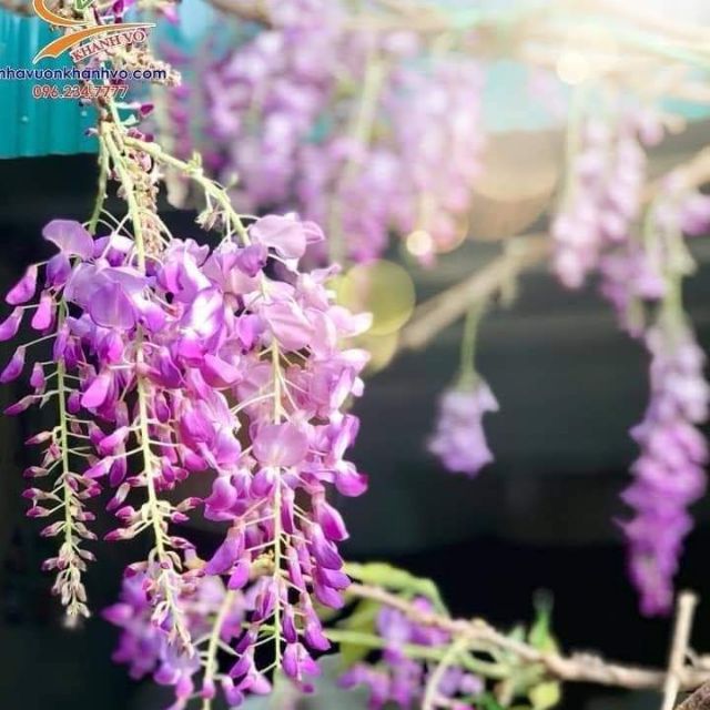 Hoa tử đằng  đang hoa khoanh 3m
