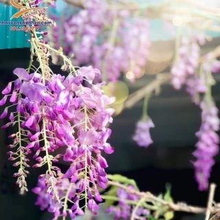 Hoa tử đằng  đang hoa khoanh 3m
