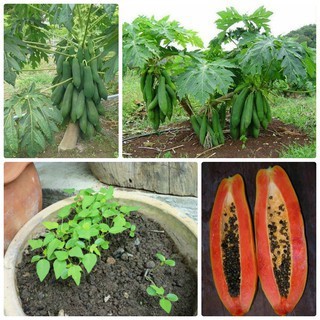 Hạt Giống Đu Đủ Lùn Cao Sản Phuket Thái Lan Siêu Ngọt - 120hạt/gói