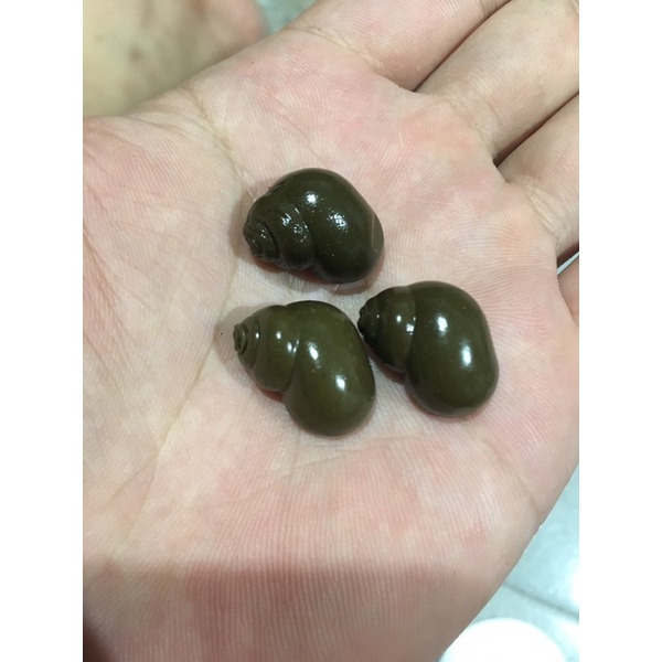 Hạt đan Hạt Đan Silicon đủ Vị , Việt Quất và Ốc Tanh chuyên câu San hàng18mm