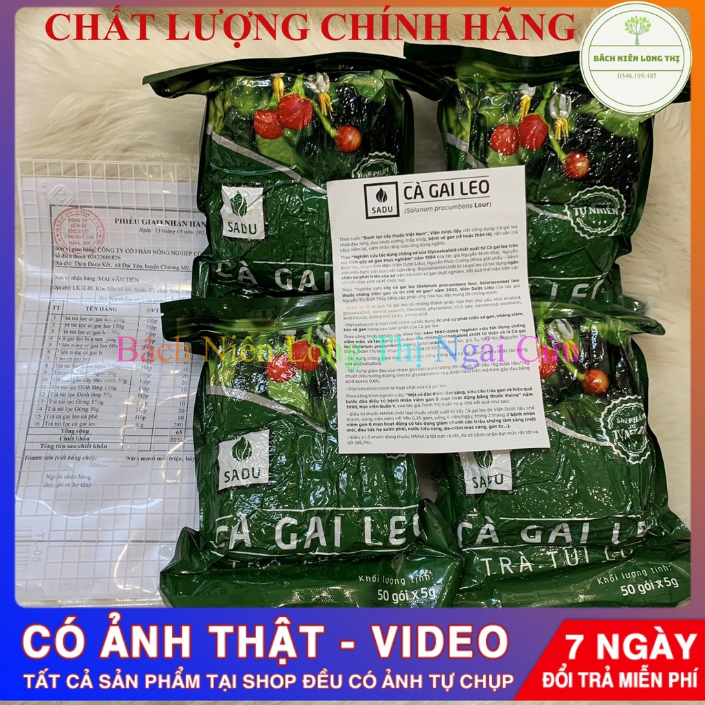 (4 gói 1KG) Trà túi lọc cà gai leo Sadu- 200 gói lọc- bảo vệ gan của cả gia đình