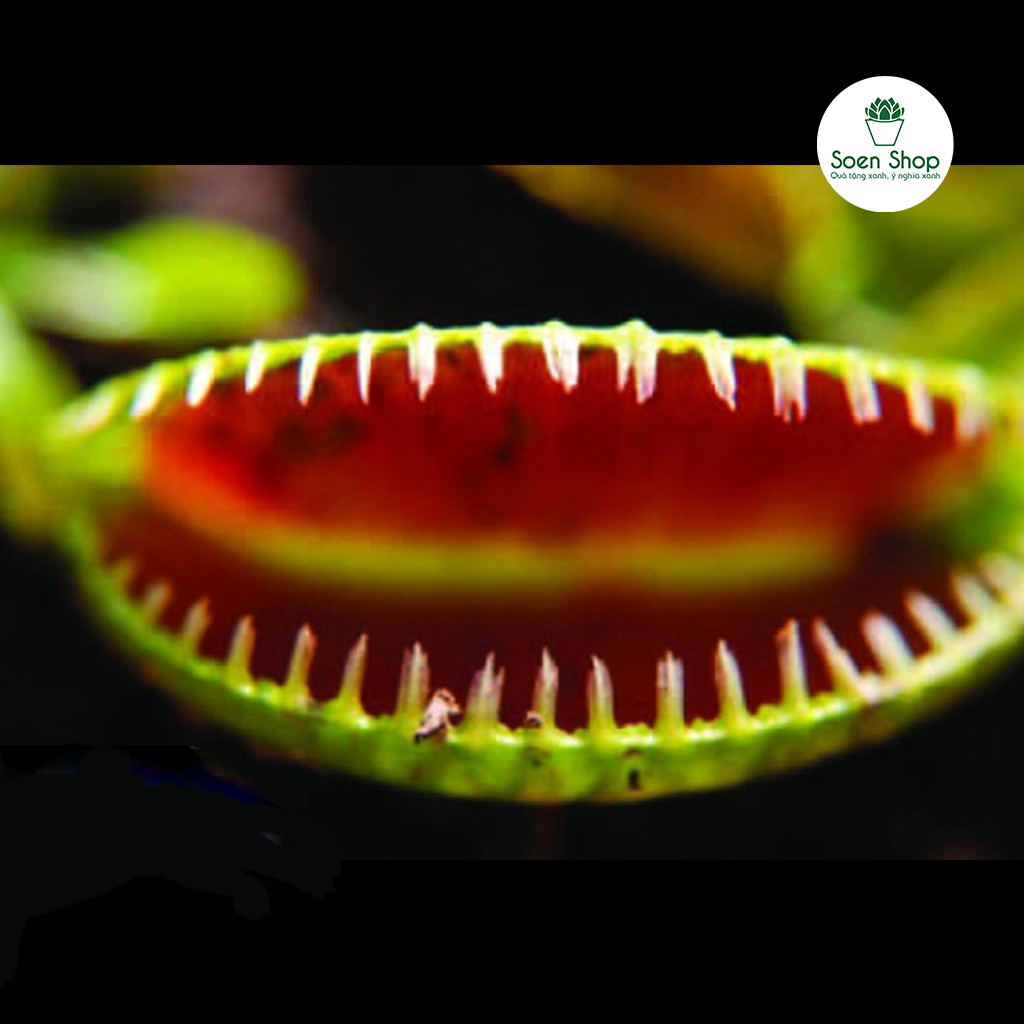 Cây bẫy kẹp, cây bắt mồi - Venus Flytrap - Hàng chuẩn nhiều nắp kẹp - Sẵn chậu nhựa và hộp đựng xịn sò