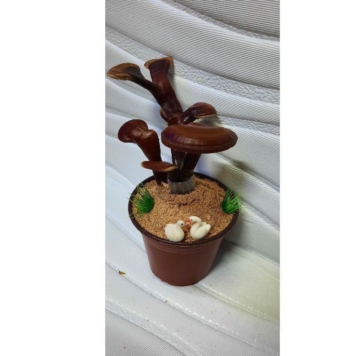 Cây Linh Chi (dáng bonsai)
