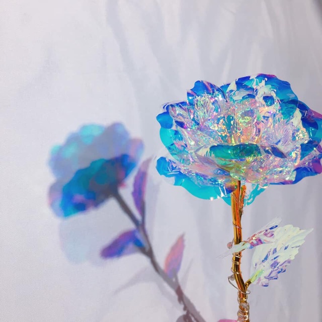 Hoa hồng Hologram có đèn với không đèn