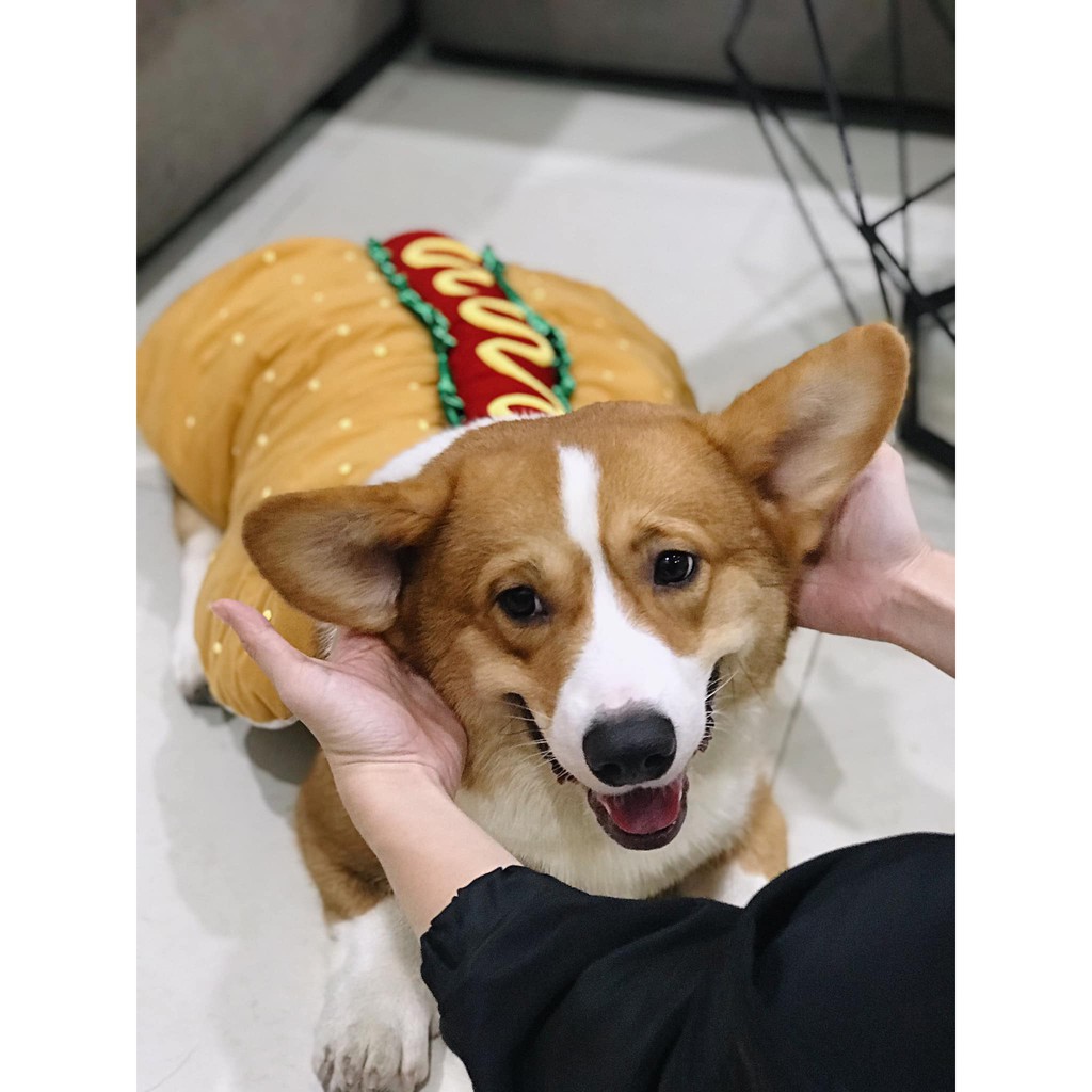 Áo Hotdog Big size - Áo Cho Chó To Mùa Đông Giữ Ấm - Áo Cho Chó Lớn