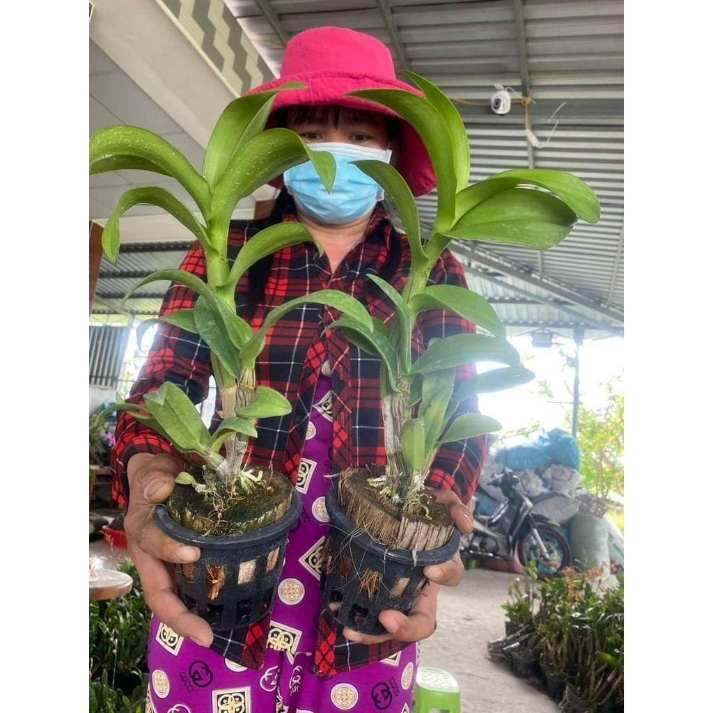 HOA LAN DEN LAI CATT LYLY