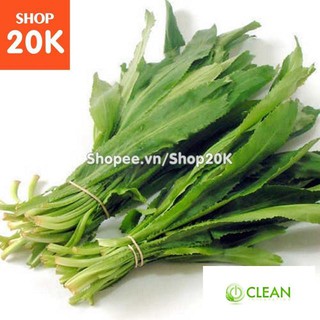 Giống Rau ngò gai