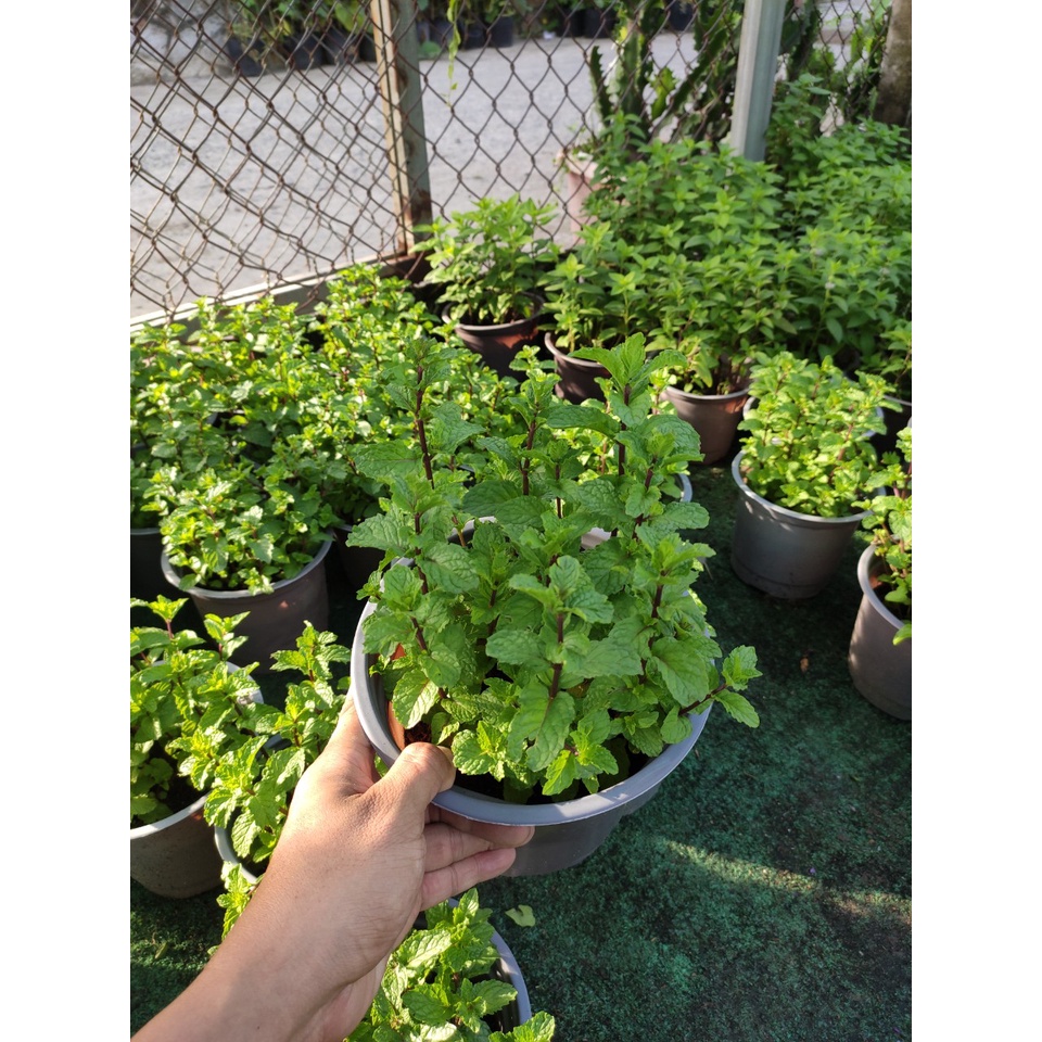 cây húng lũi bạc hà âu - húng lủi - rau thơm  tên khoa học Mentha crispa L.