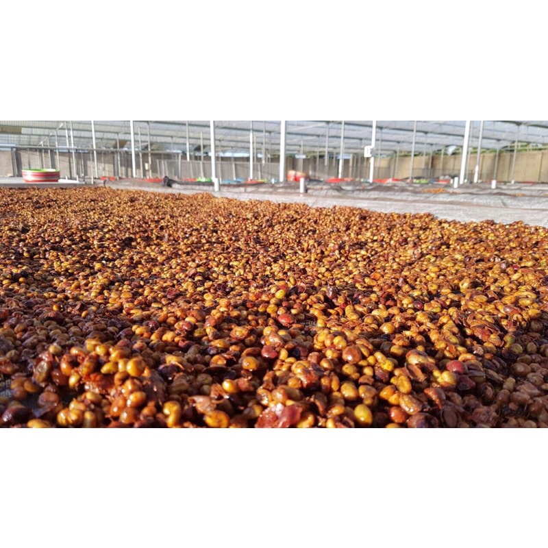 Cà phê Honey Robusta Lâm Hà thượng hạng - Rang Company | BigBuy360 - bigbuy360.vn