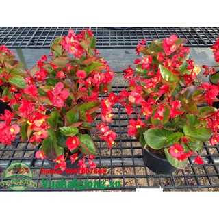 Hạt giống Hoa thu hải đường - Rau củ quả trồng tại vườn, sân thượng, nông trang, ban công