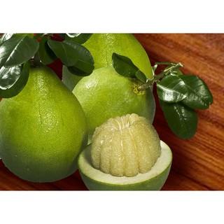 Cây giống Bưởi năm roi [ 5 roi ]