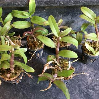 Phi điệp Rồng lửa