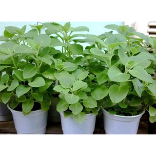 Hạt Giống Rau Húng Thơm (É Trắng) 10g/gói - Sinh Trưởng Phát Triển Mạnh, Trồng Được Quanh Năm, Chữa Cảm Cúm, Trị Nám