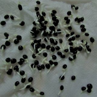 Hạt giống măng tây xanh gói 100 hạt