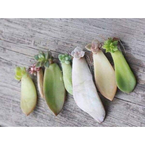 Combo 5 mầm lá sen đá ngẫu nhiên