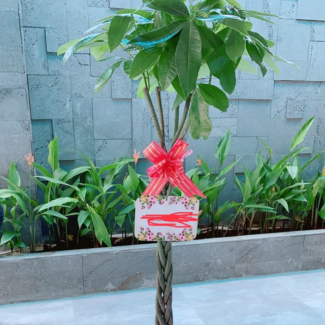 Chậu Cây Kim Ngân Thắt Bính Cao