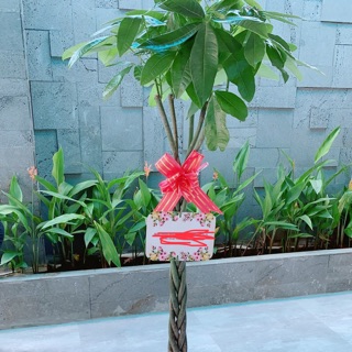 Chậu Cây Kim Ngân Thắt Bính Cao