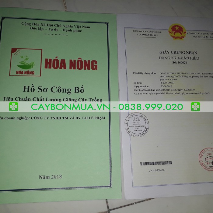 Hạt Giống Xà Lách Xoăn 3g -  - Giống Vàng Chất Lượng