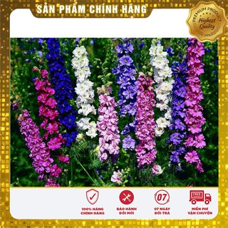 Hạt Giống Hoa Phi Yến mix LUCKY SEEDS