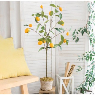 Cây chanh vàng mỹ eureka 39K