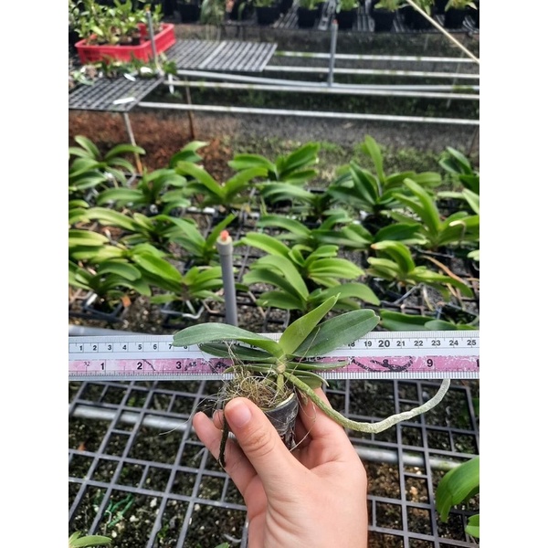 Ngọc điểm hồng cánh sen hoa bao CHUẨN HOA